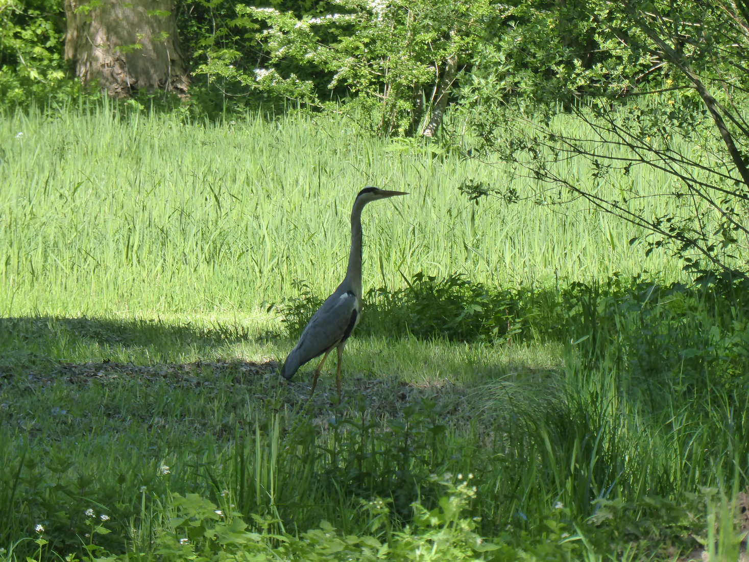 23 April Een blauwe reiger 2