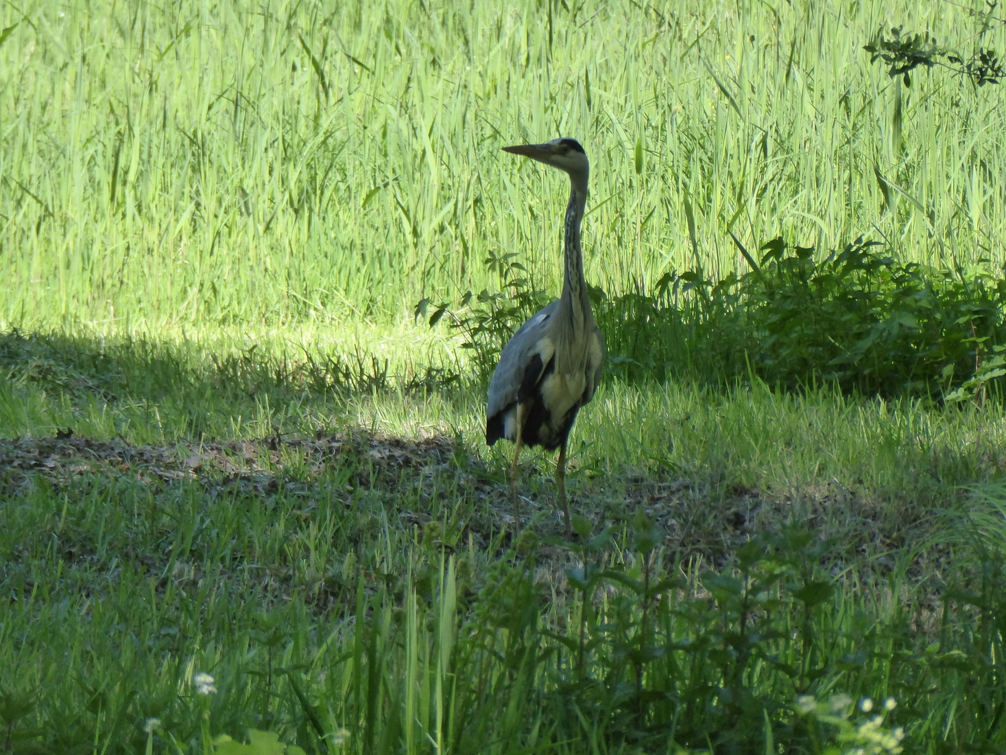 23 april Een blauwe reiger 3