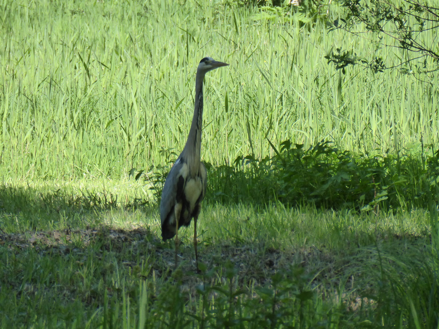 23 april Een blauwe reiger 5