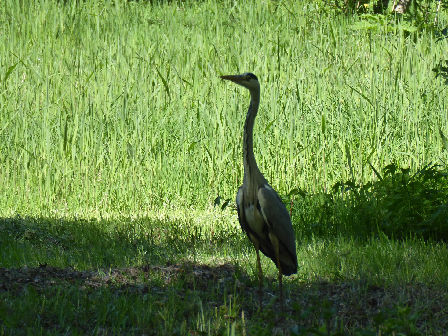 23 april Een blauwe reiger 7