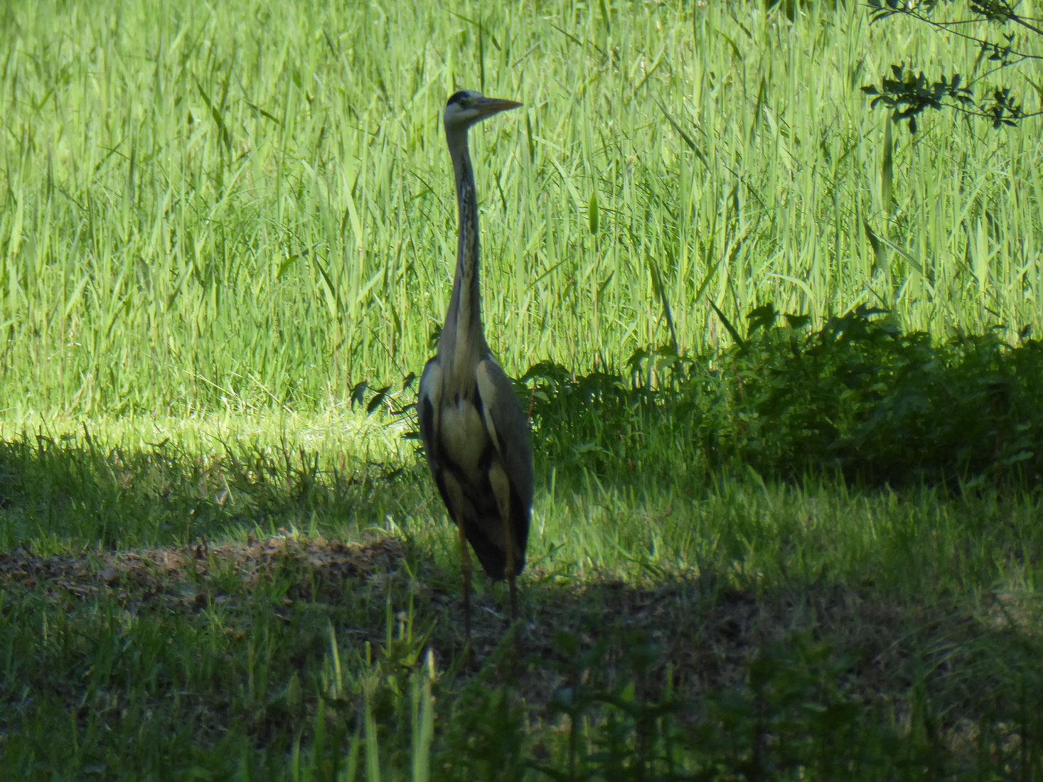 23 april Een blauwe reiger 8