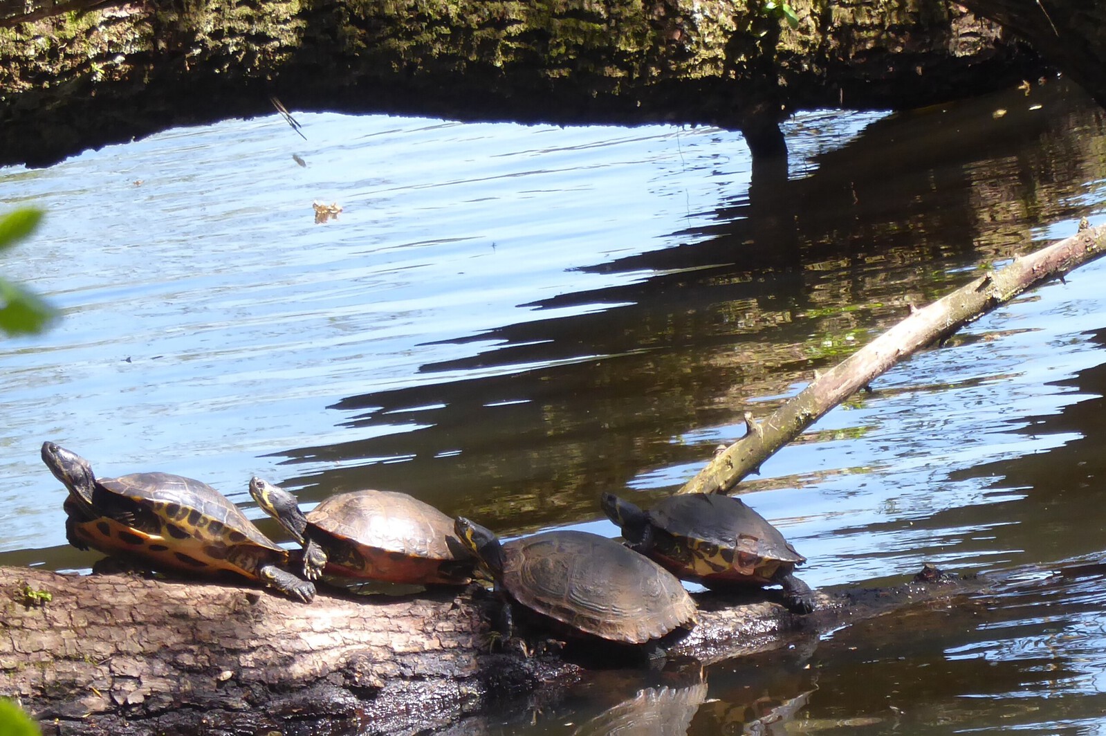 Schildpadden 1