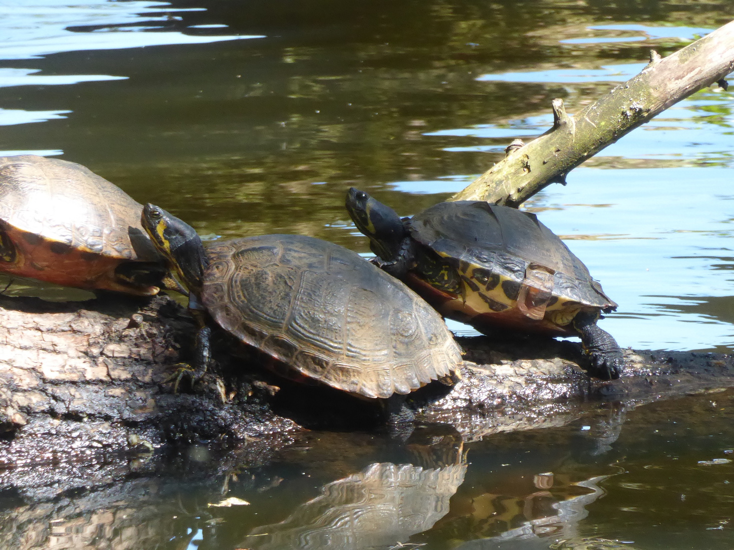 Schildpadden 2