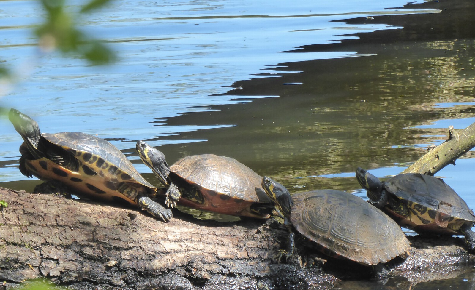 Schildpadden 3