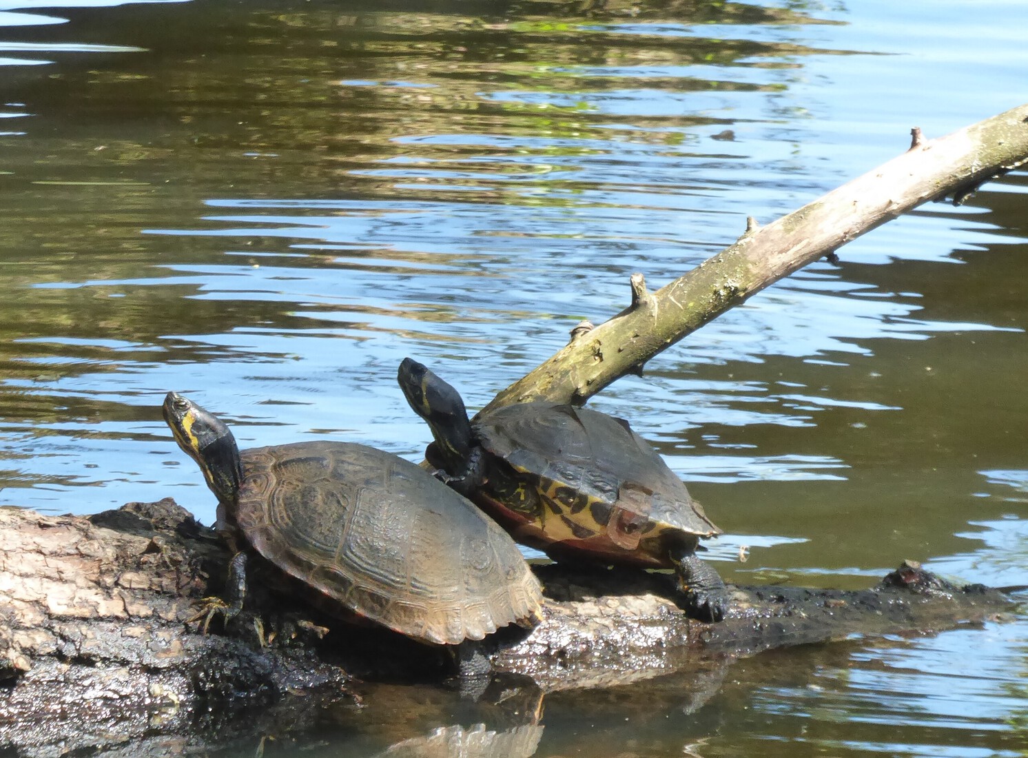 Schildpadden 4