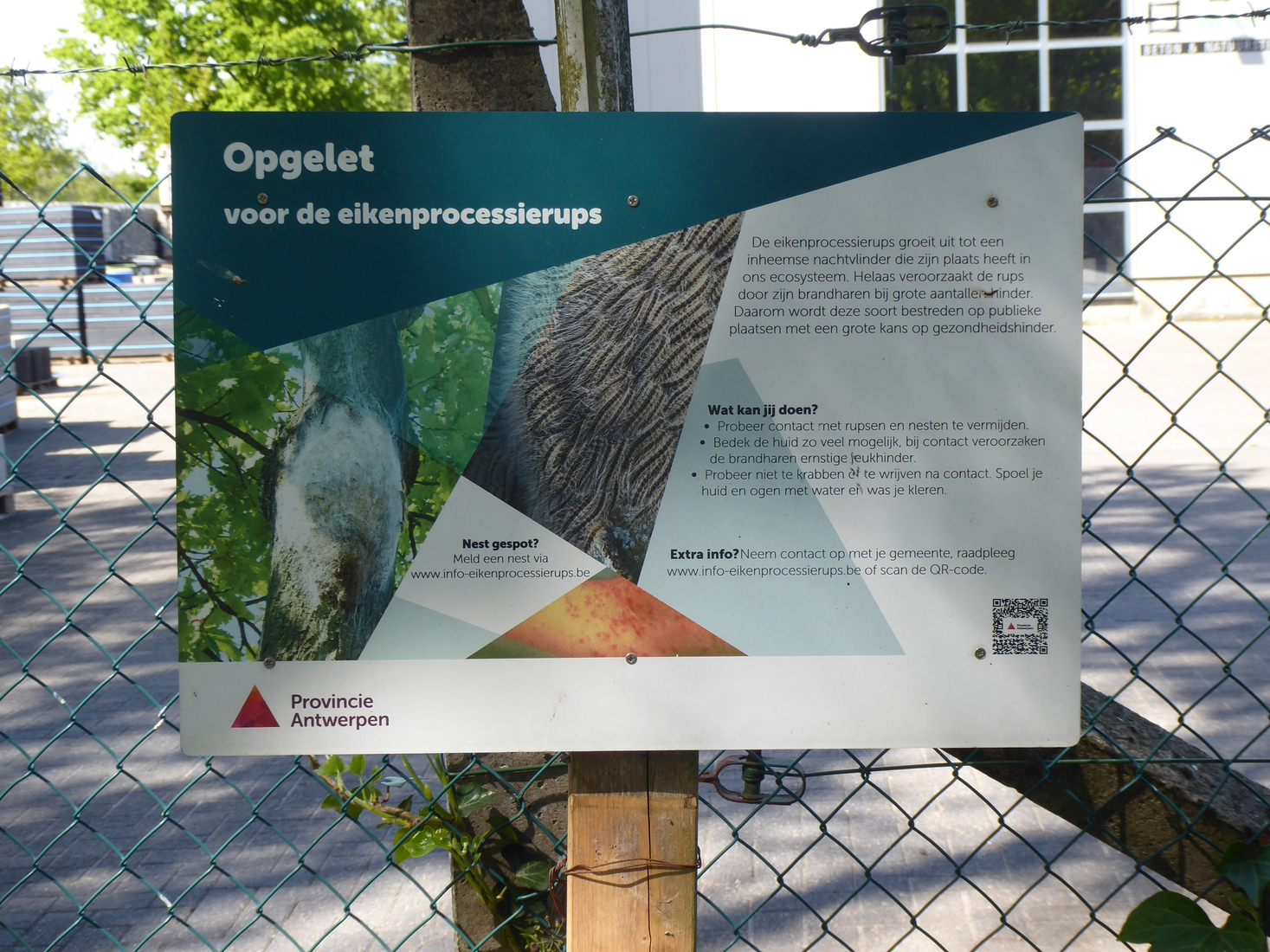 Eikenprocessierups
