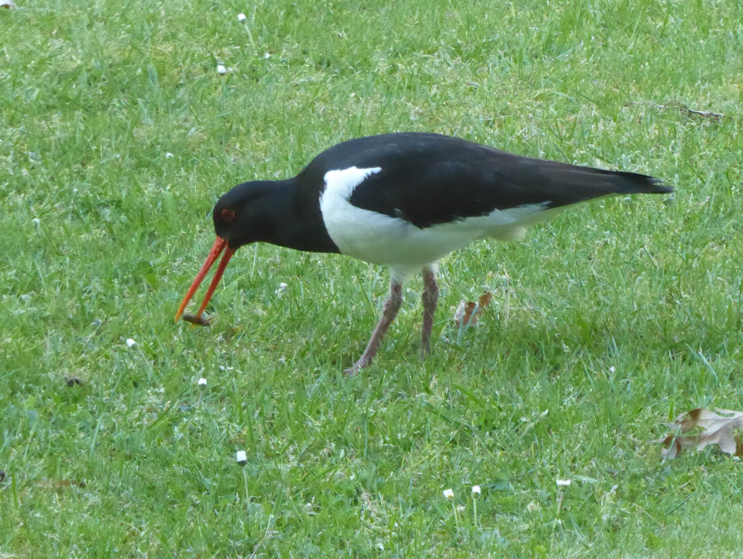 Scholekster 1
