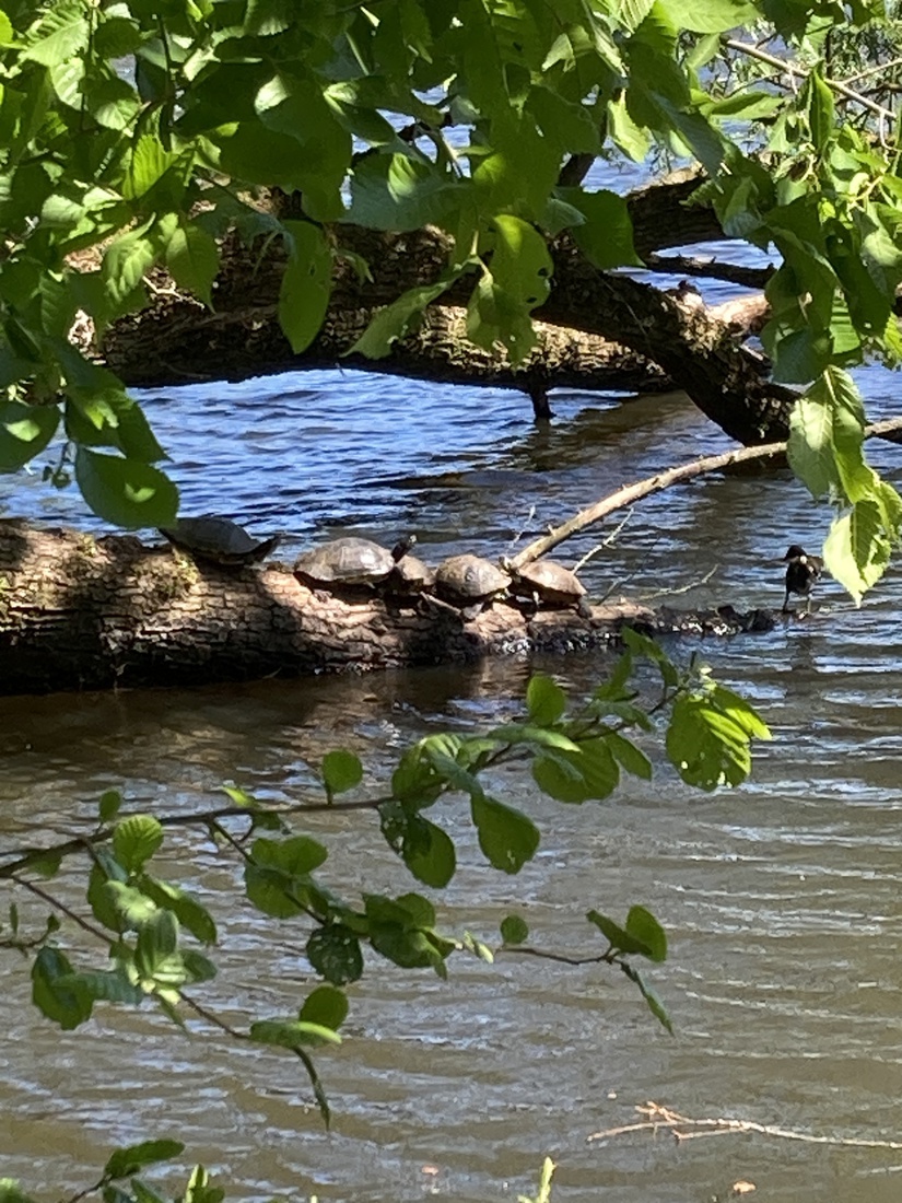 5 Schildpadden 