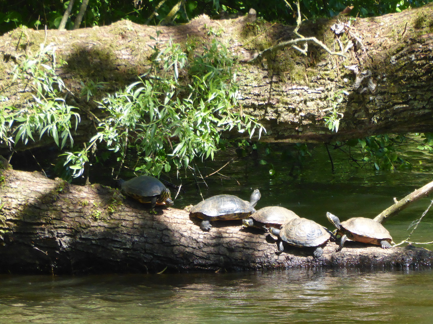 Schildpadden a