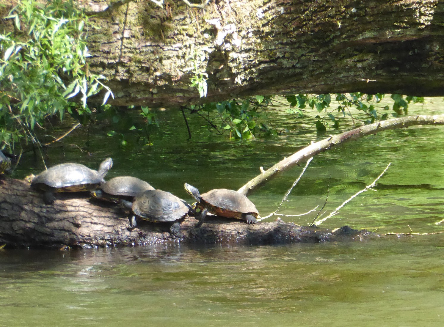 Schildpadden b