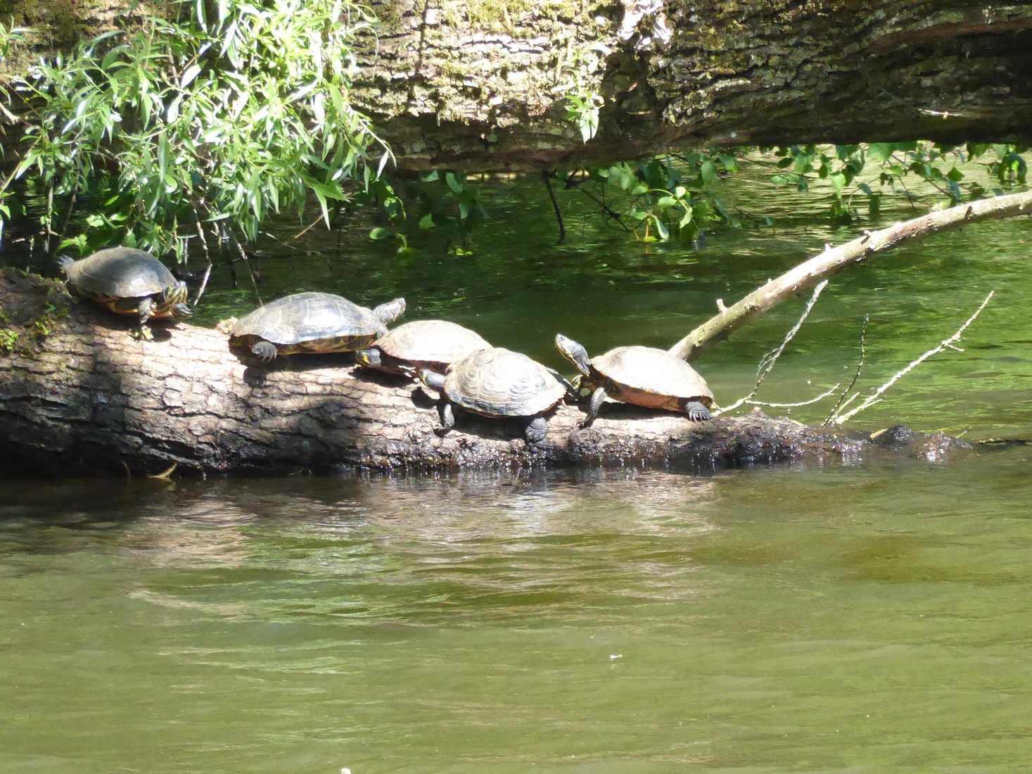Schildpadden c