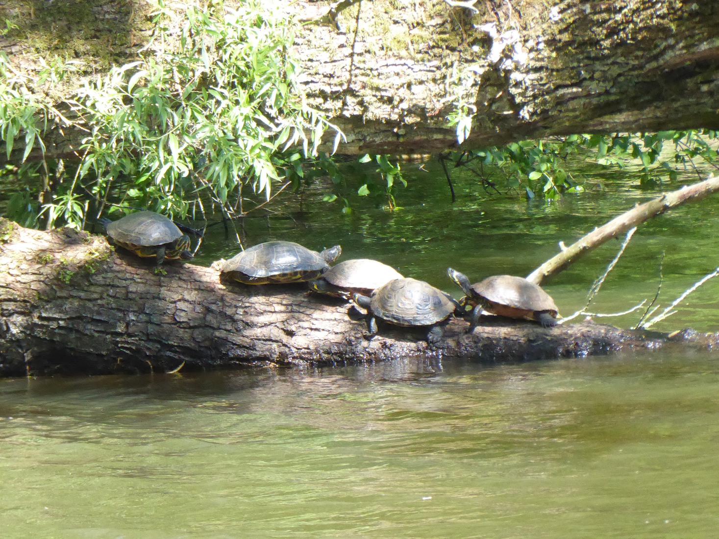 Schildpadden c
