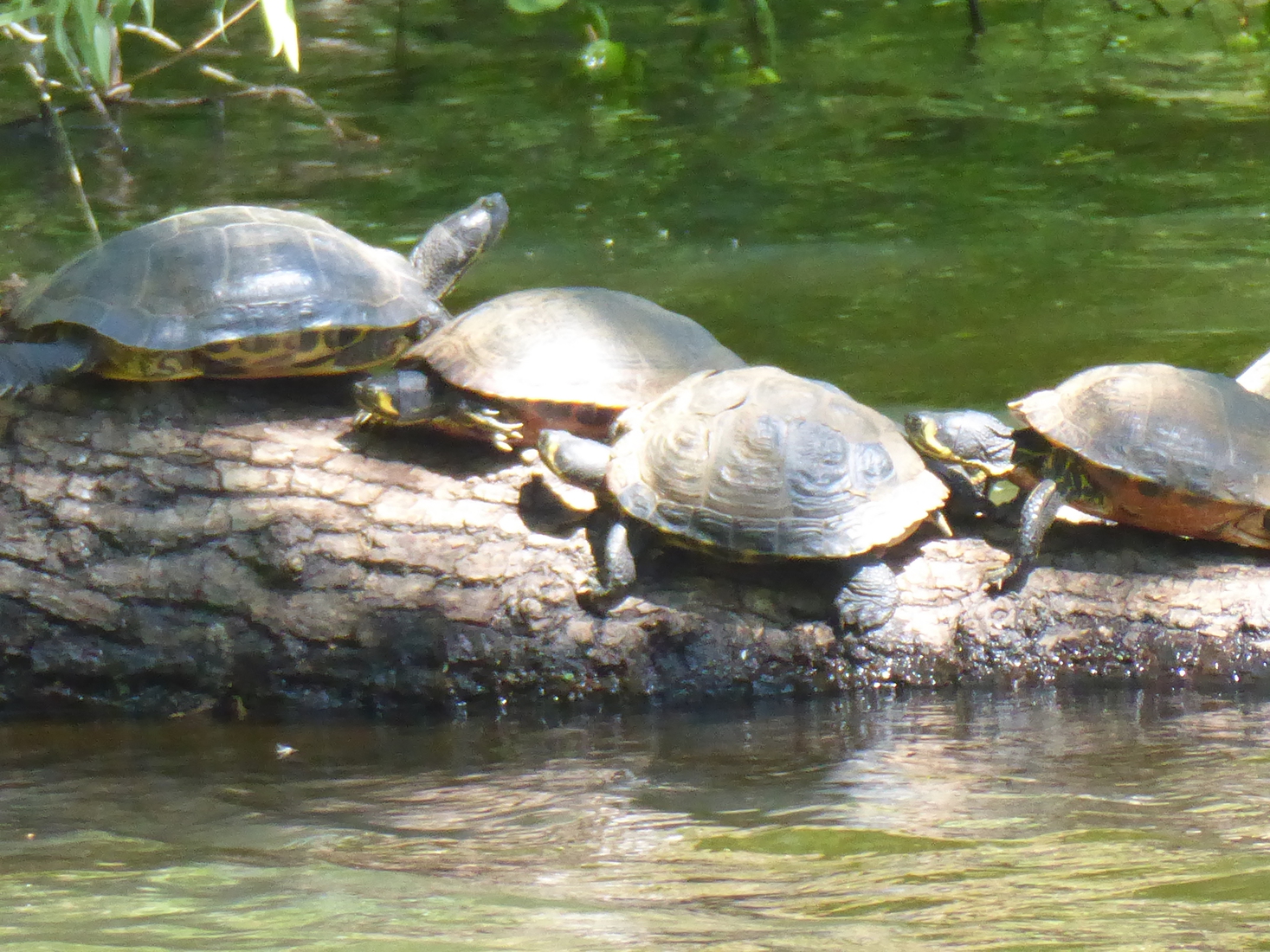 Schildpadden d