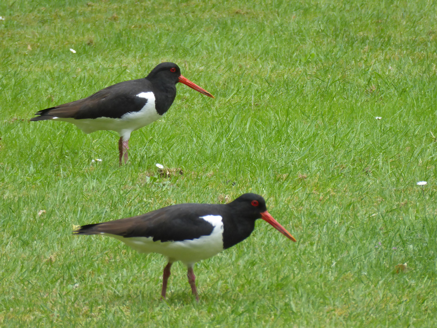 Twee Scholeksters 2