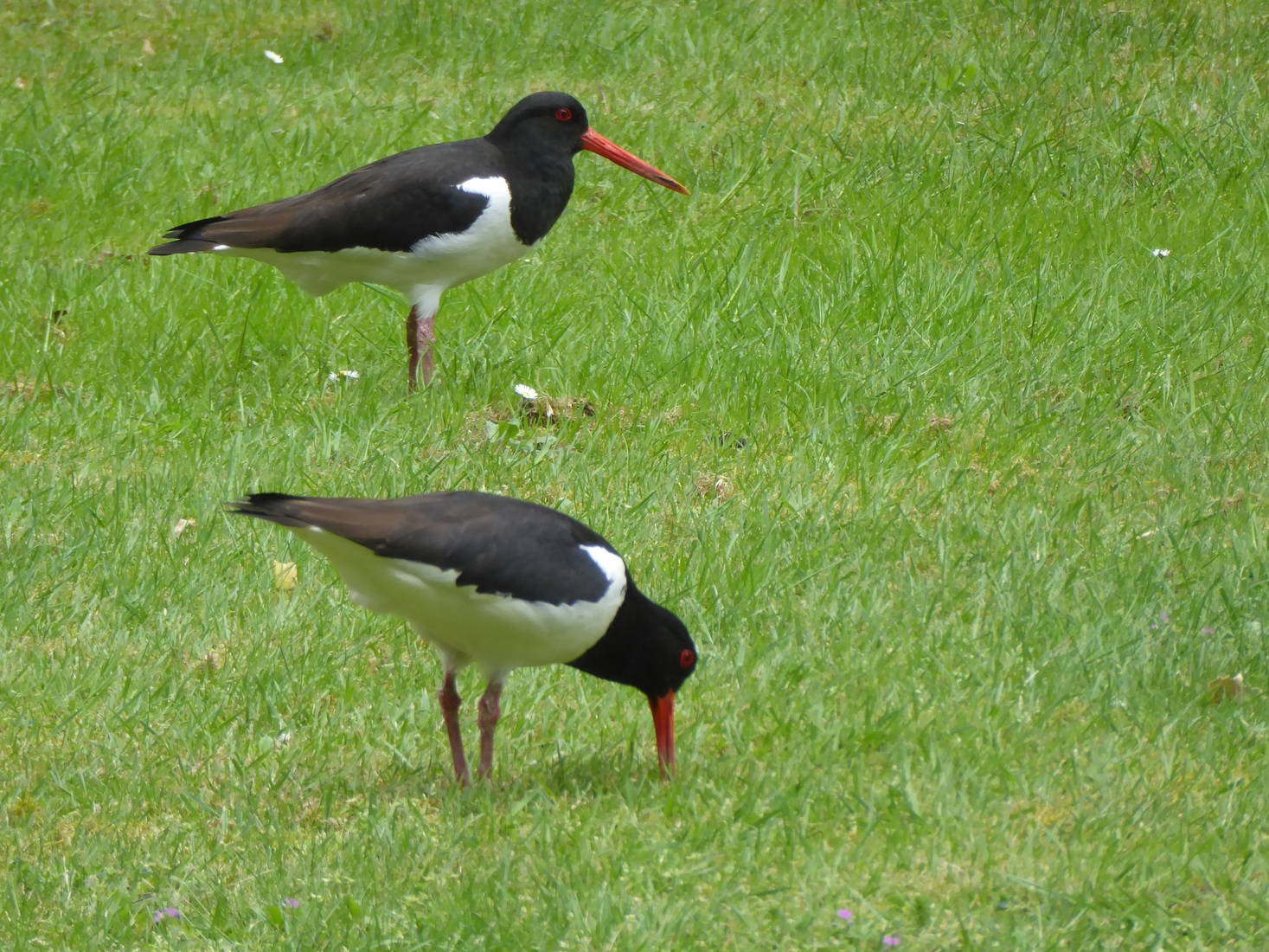 Twee Scholeksters 6