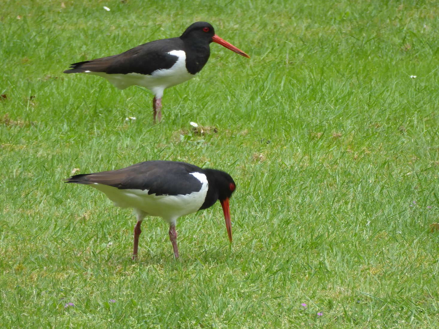 Twee Scholeksters 3