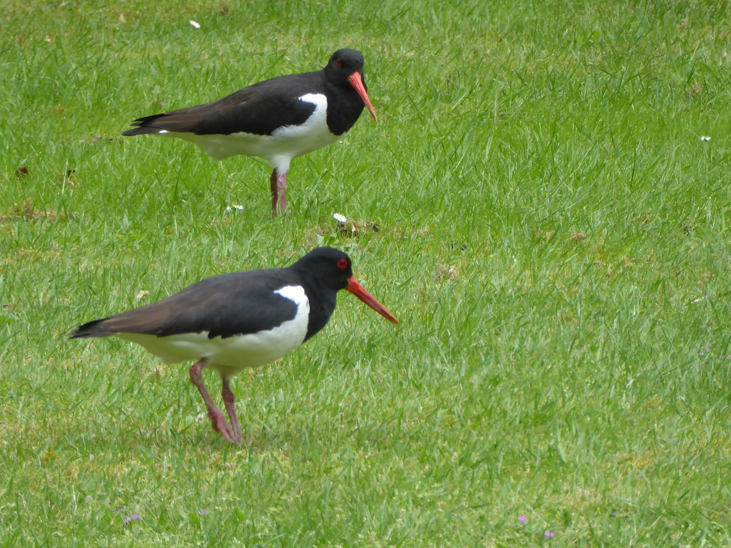 Twee Scholeksters 4