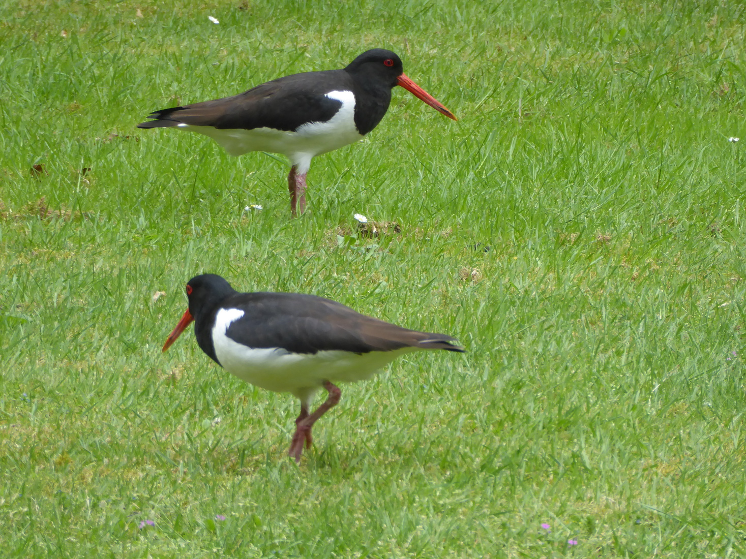 Twee Scholeksters 5