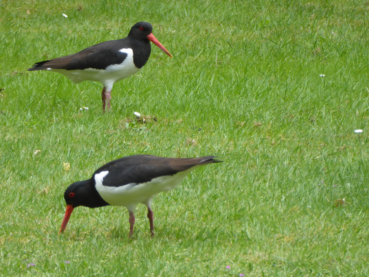 Twee Scholekster 1