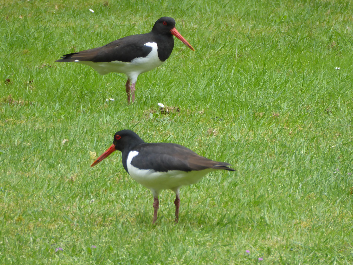Twee Scholeksters 7