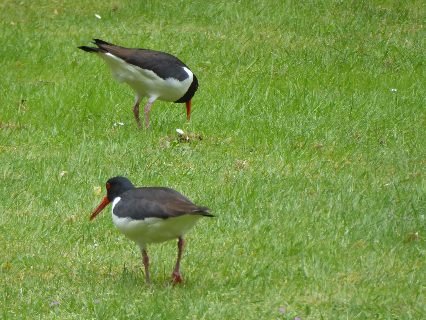 Twee Scholeksters 8