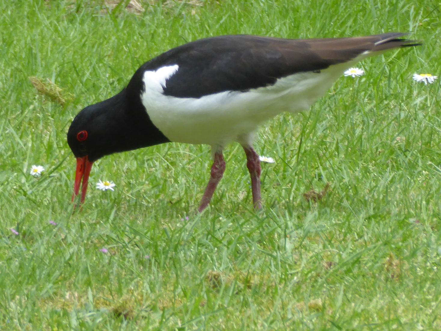 Scholekster 20