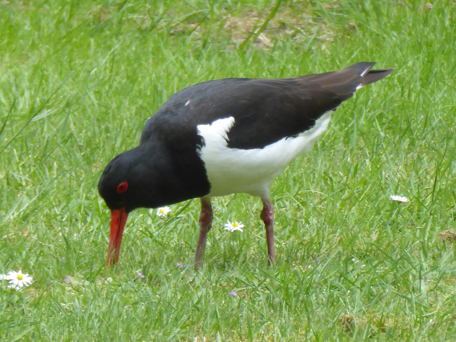 Scholekster 26