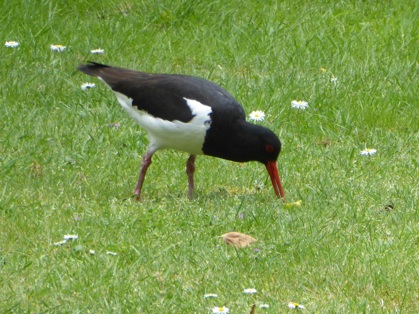 Scholekster 22