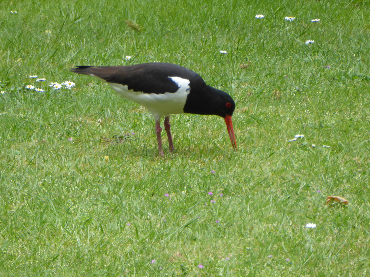Scholekster 23