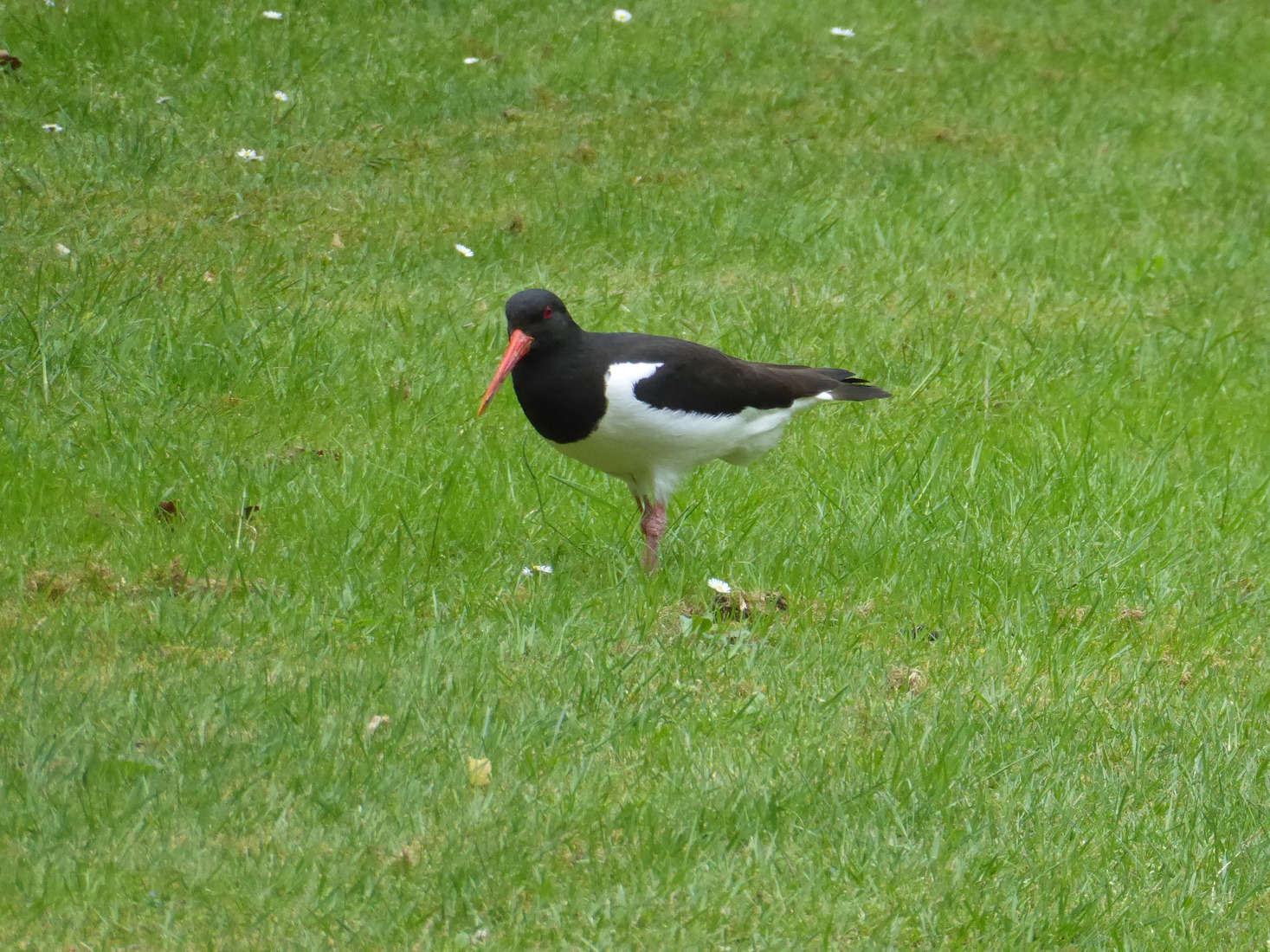 Scholekster 6