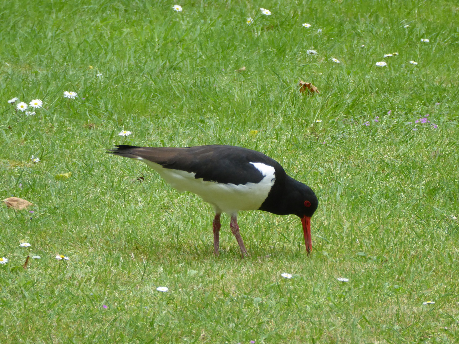 Scholekster 8