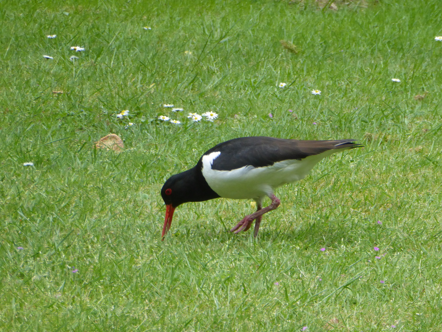 Scholekster 13