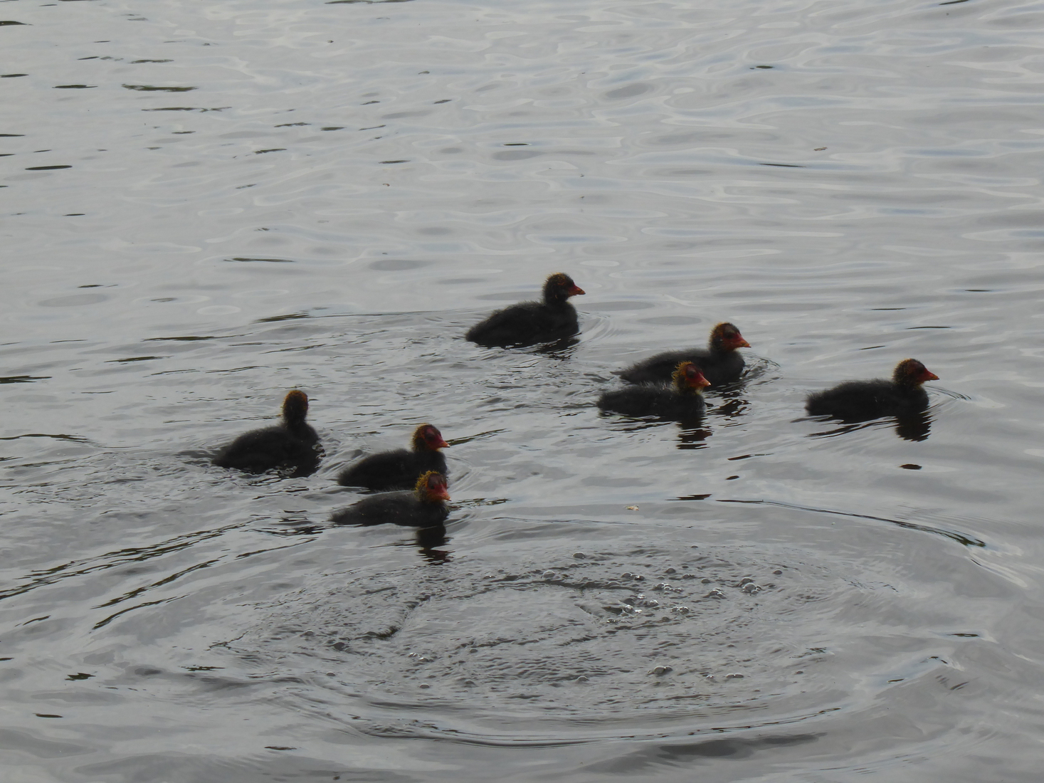 Meerkoetjes 7