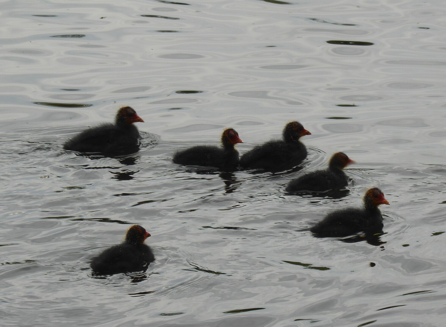 Meerkoetjes 8