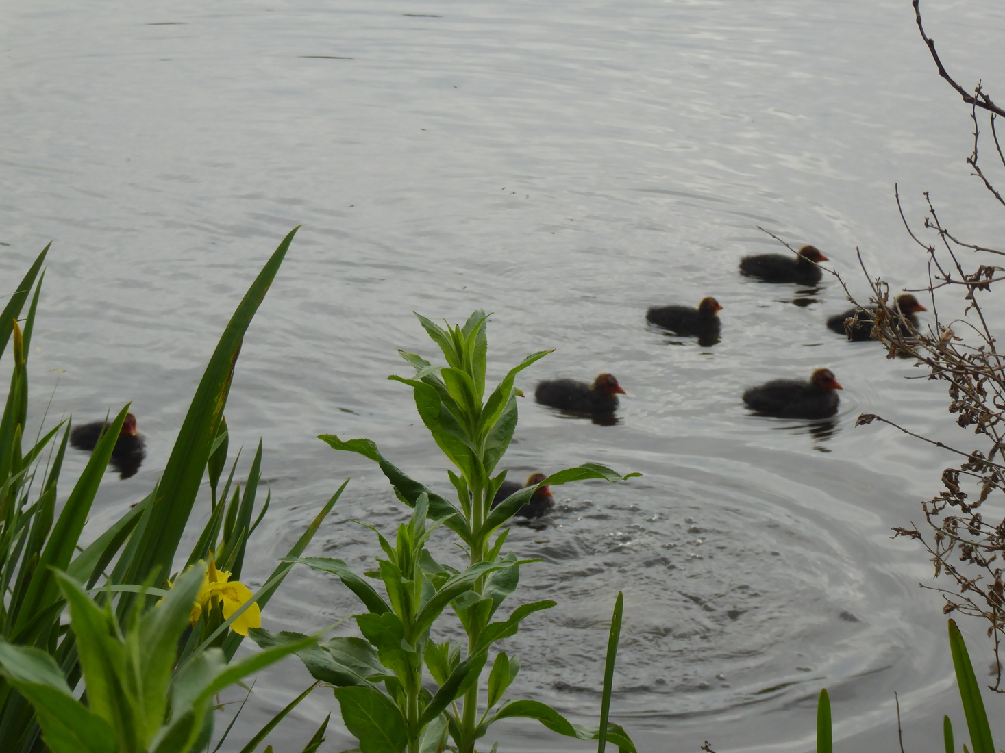 Meerkoetjes 10