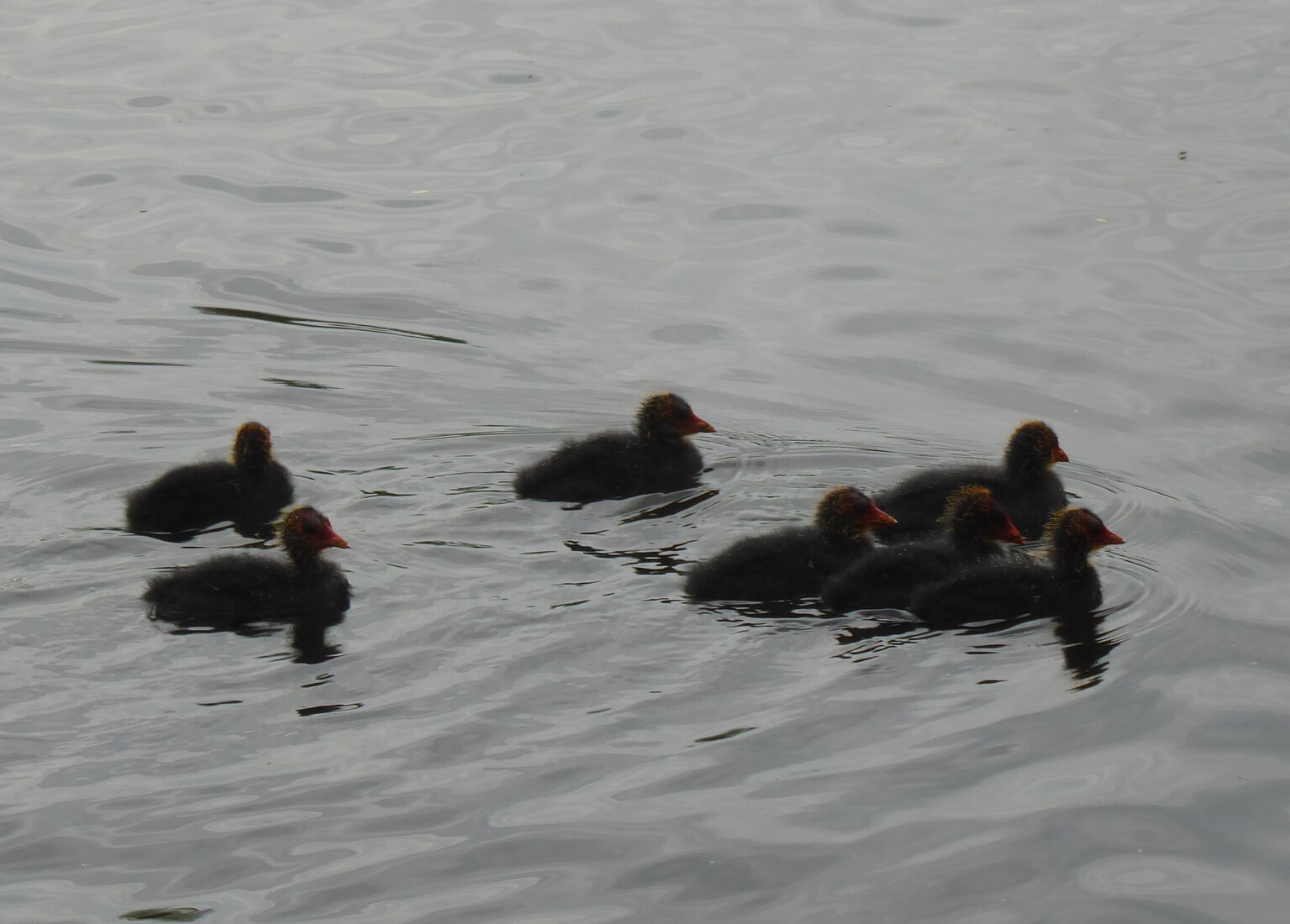 Meerkoetjes 12