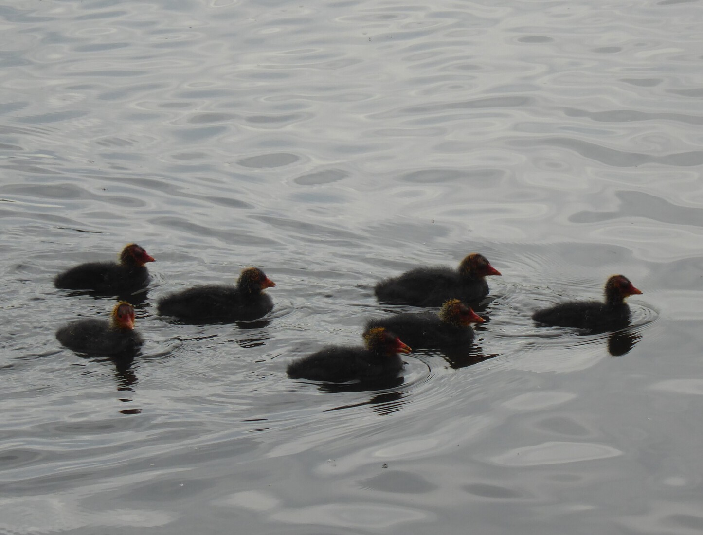 Meerkoetjes 13