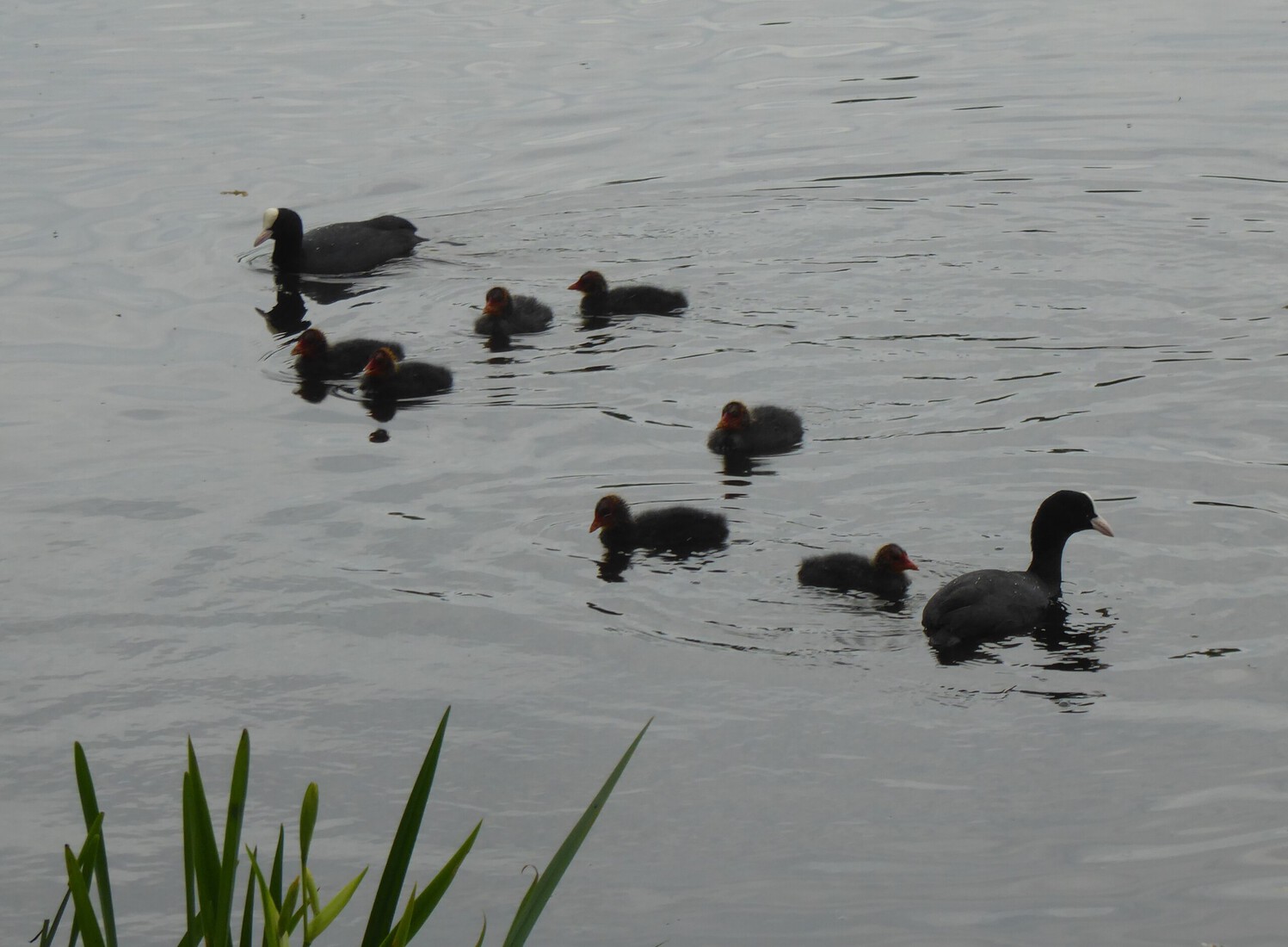 Meerkoetjes 14