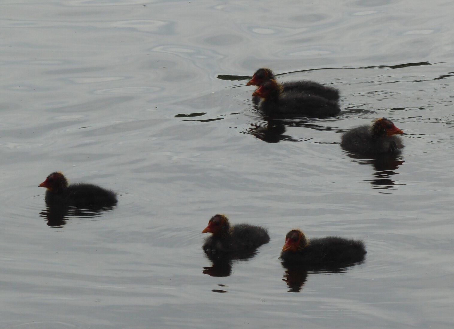 Meerkoetjes 15