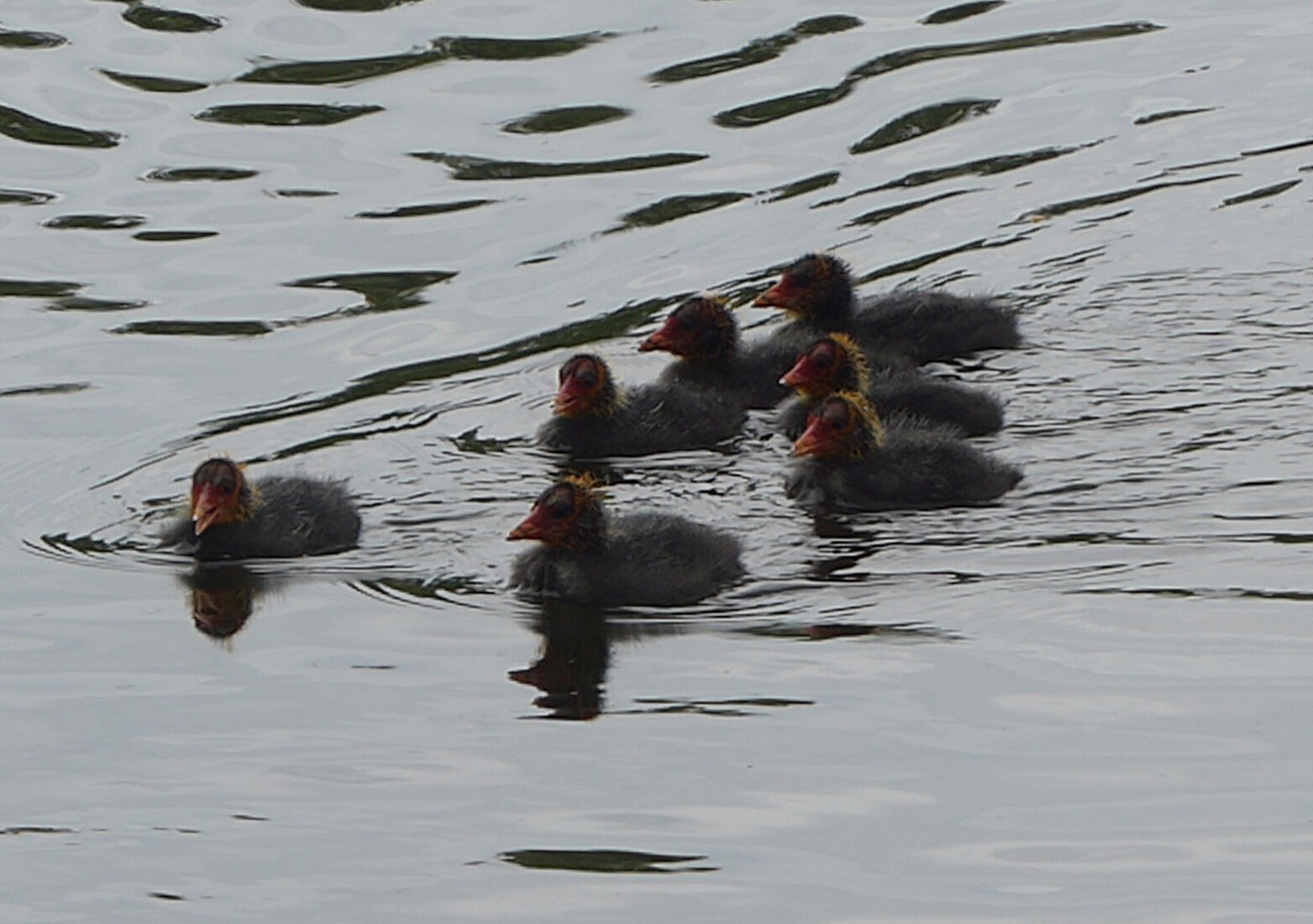 Meerkoetjes 17