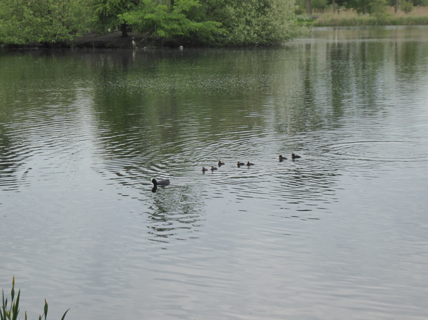 Meerkoetjes 18