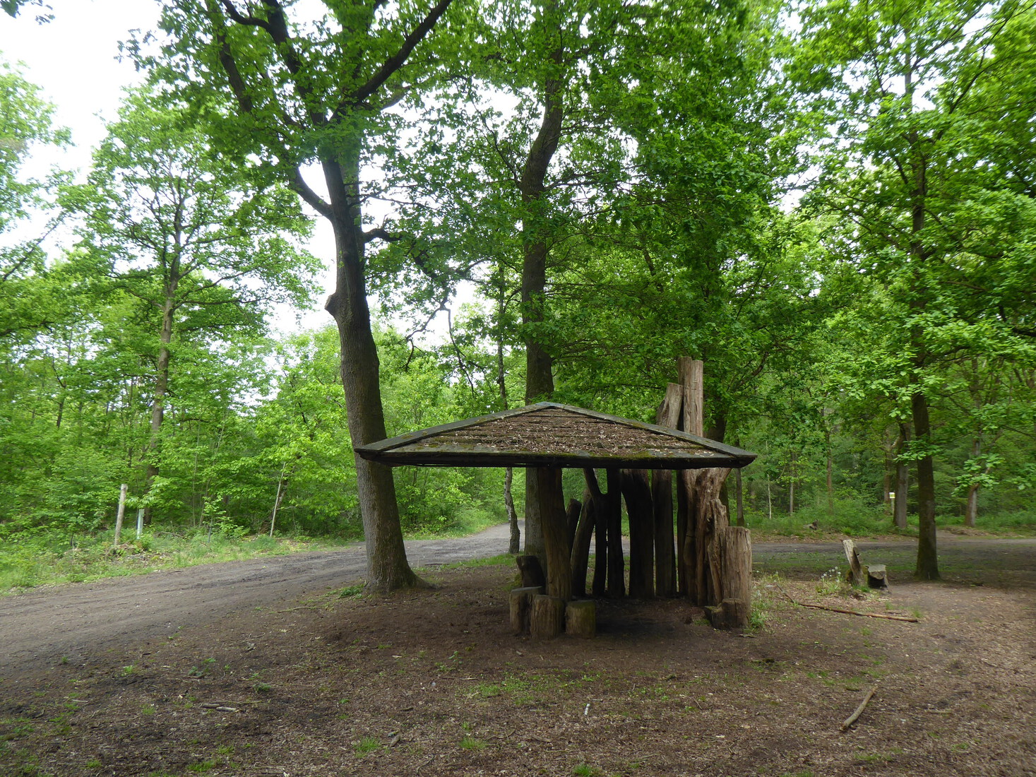 In de Steenselse bossen
