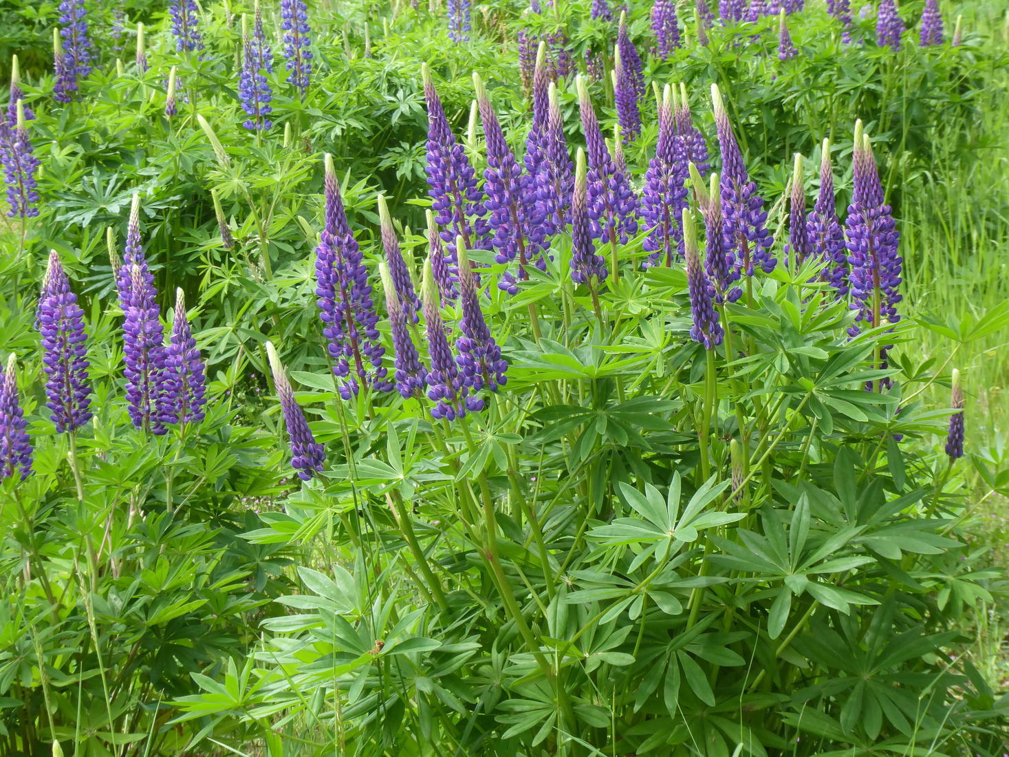 Lupinen