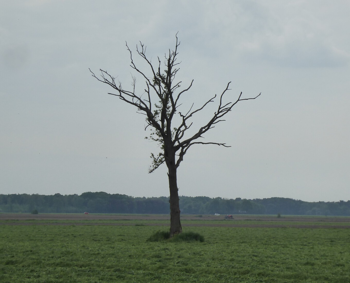 Een kale boom