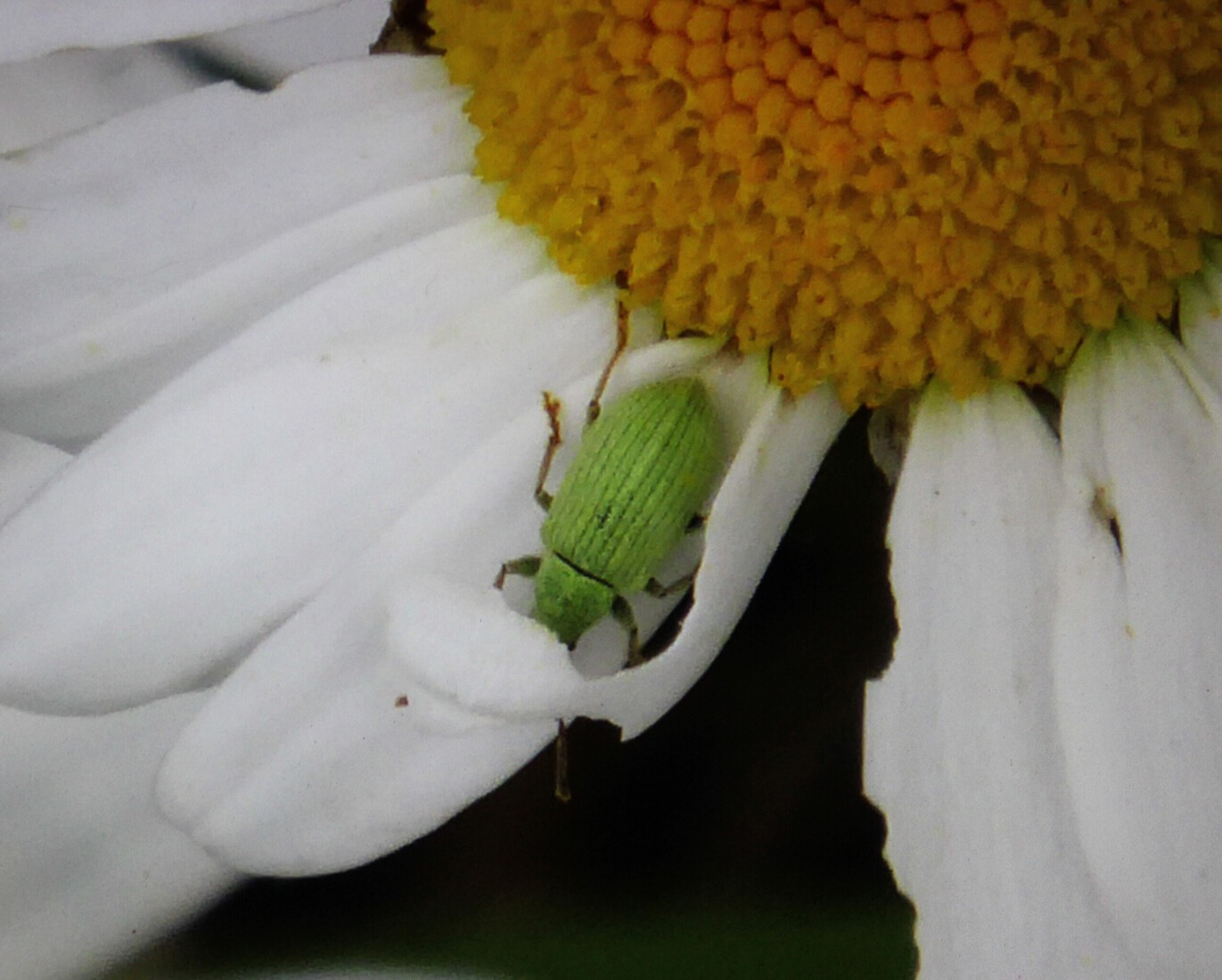 Een groene snuittor