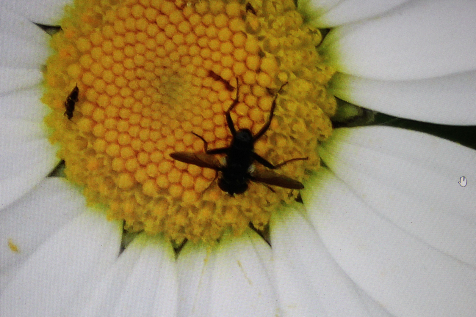 Een eriothrix rufomaculata