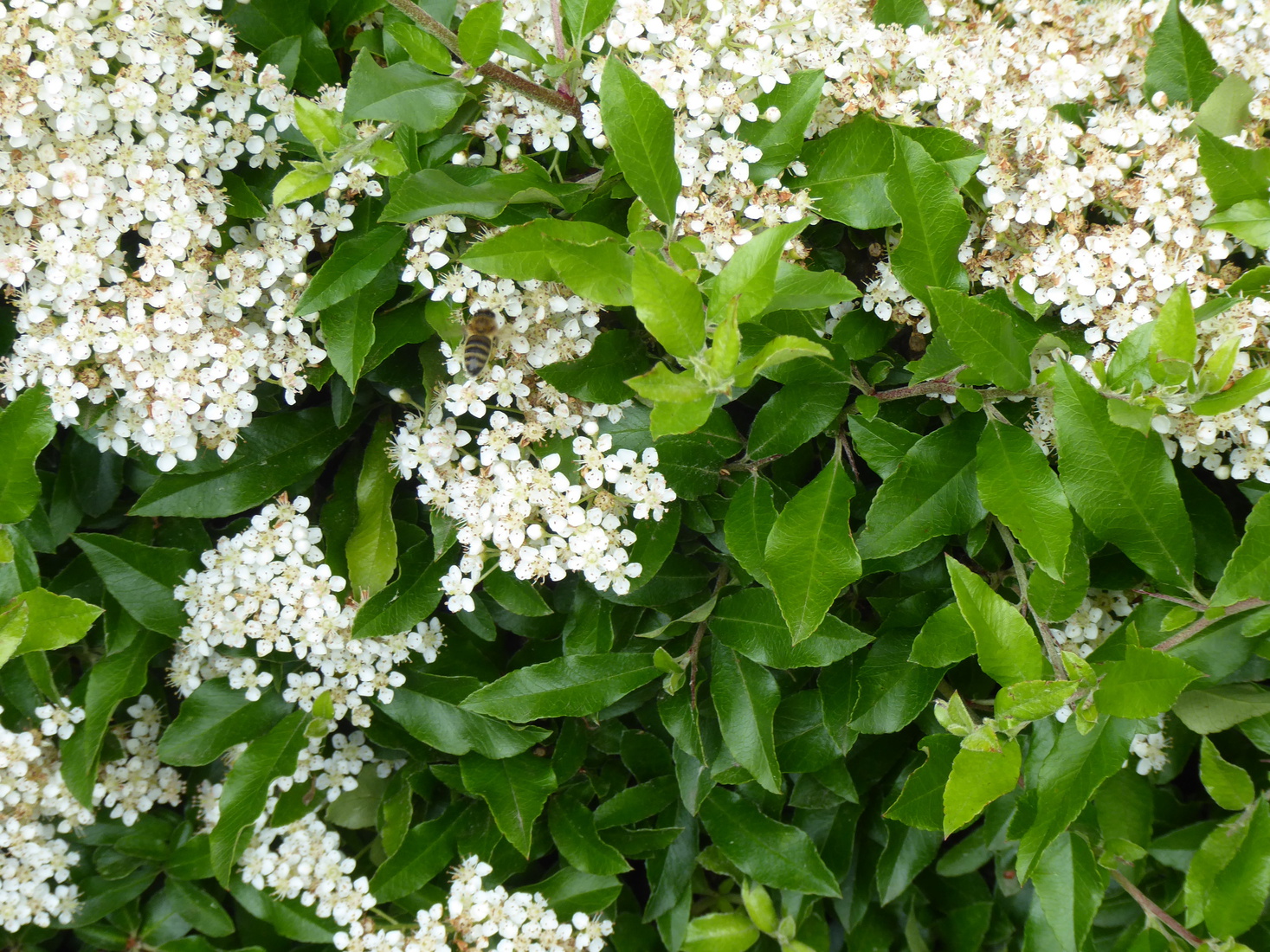 Vuurdoorn 2