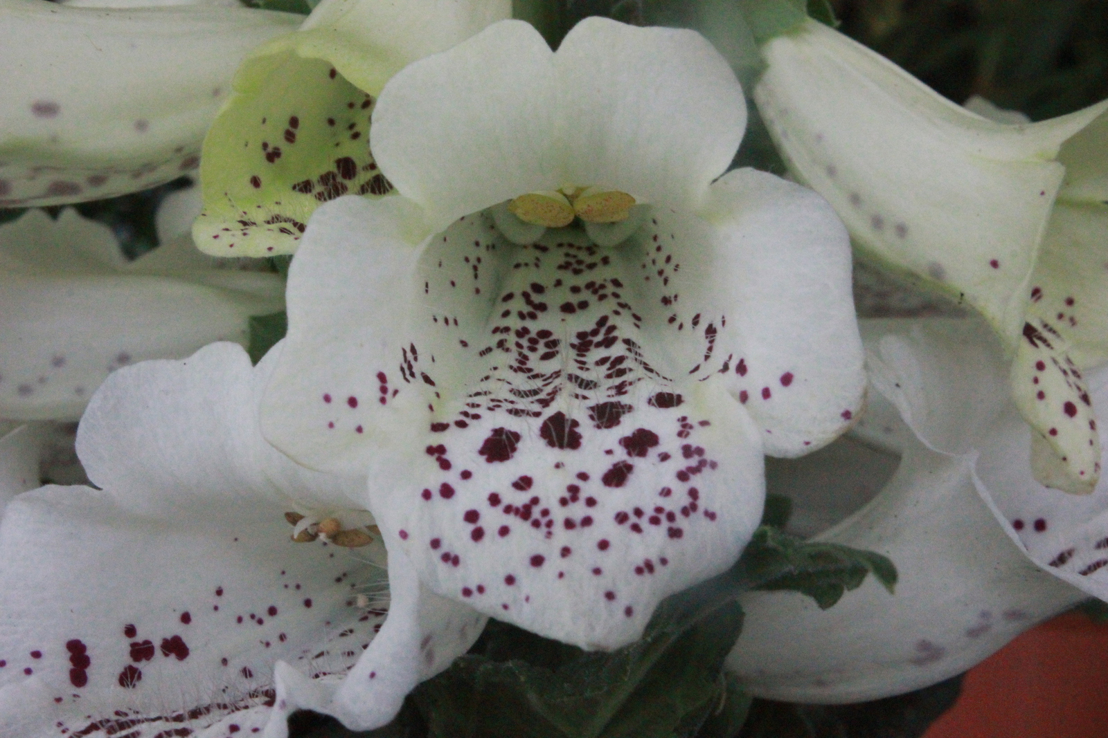 Digitalis 