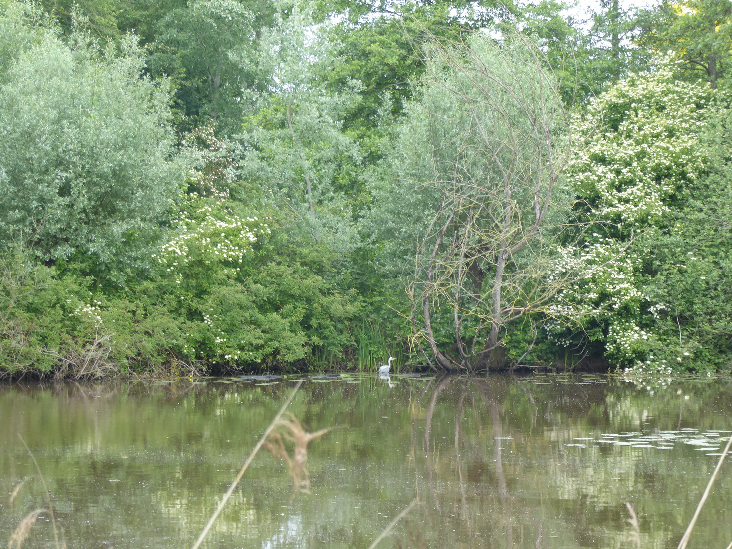 21 mei een blauwe reiger 1