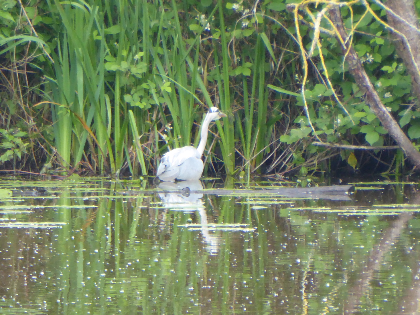 21 mei een blauwe reiger 2